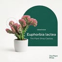 Coral Cactus