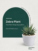 Zebra Plant
