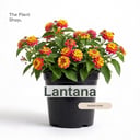 Lantana