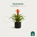 Guzmania