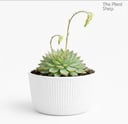 Jumbo Echeverias (2)