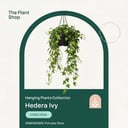  Hedera Ivy