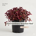 Alternanthera
