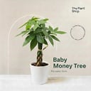 Baby Money Tree 