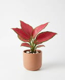 Aglaonema Super
