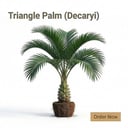 Triangle Palm ( Decaryi )