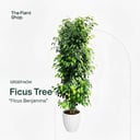 Ficus Benjamina