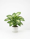 Dieffenbachia Tropic Snow
