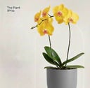 Royal Orchids