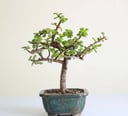 Jade