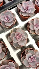 Echeveria purple 