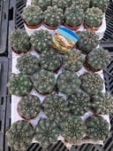  Gymnocalycium baldianum