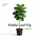 Fiddle Leaf Fig