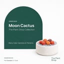 Moon Cactus 