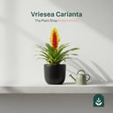 Vriesea Carinata
