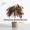 Weeping BottleBrush