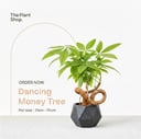 Dancing Money Tree