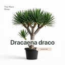 Dracaena Draco