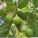 Guava Tree