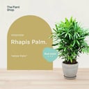 Rhapis 