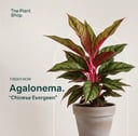 Aglonema 