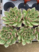Echeverias Cactus - Shape 5