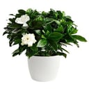Gardenia