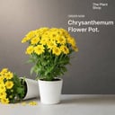 Chrysanthemum 