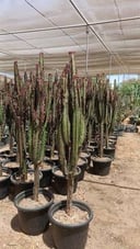 African Candelabra