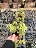 Aloe juvenna