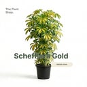 Schefflera Gold 