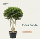 Ficus Panda