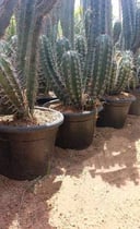 San Pedro cactus