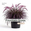 Fountain Grass 