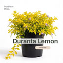 Duranta Lemon