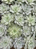Echeverias Cactus - Shape 2