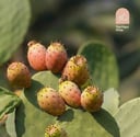 Pickly Pear 