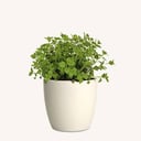 Marjoram