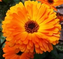 Katifa seeds