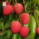 Lychee