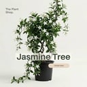Jasmine Tree 