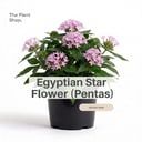 Egyptian Star Flower ( Pentas )
