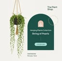 Hanging String Of Pearls