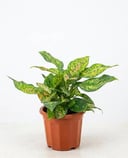 Chinese Evergreen