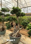 Bonsai Shape 1