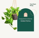 Hanging Golden Pothos