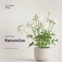 Ranunculus