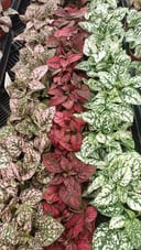 Nerve Plant