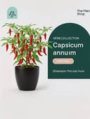 Capsicum annuum