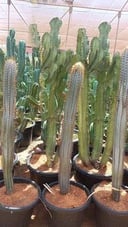 Blue Torch Cactus